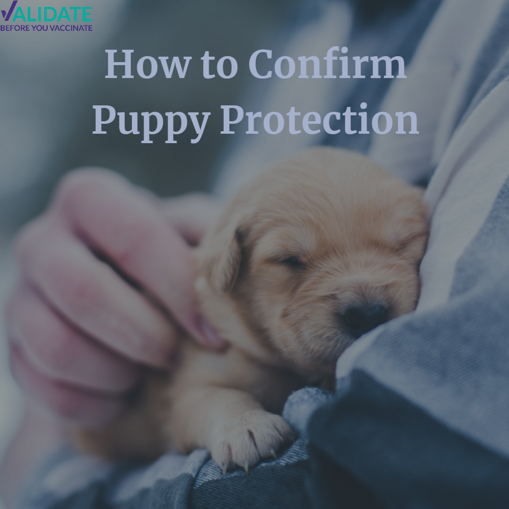 How to Confirm Puppy Protection