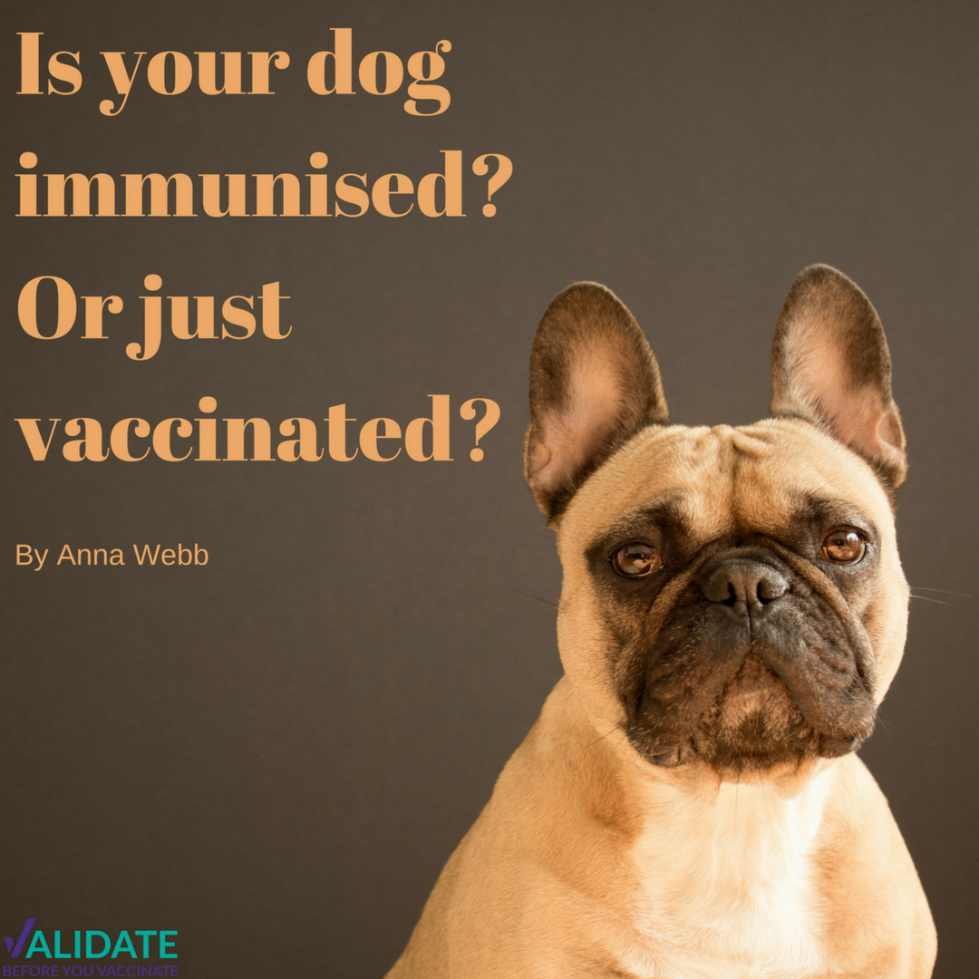 Is your dog immunised? Or just vaccinated?