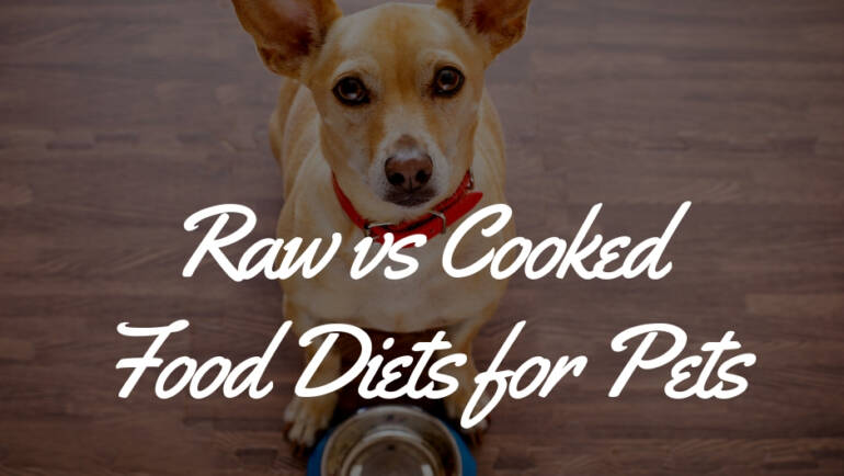 Raw versus Cooked Food Diets for Pets