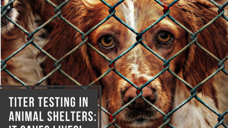 Titer Testing in Animal Shelters: It Saves Lives!