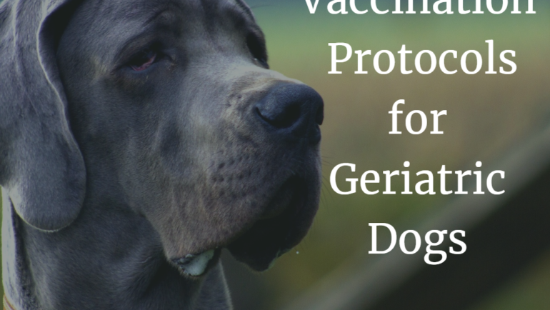 Vaccination Protocols for Geriatric Dogs