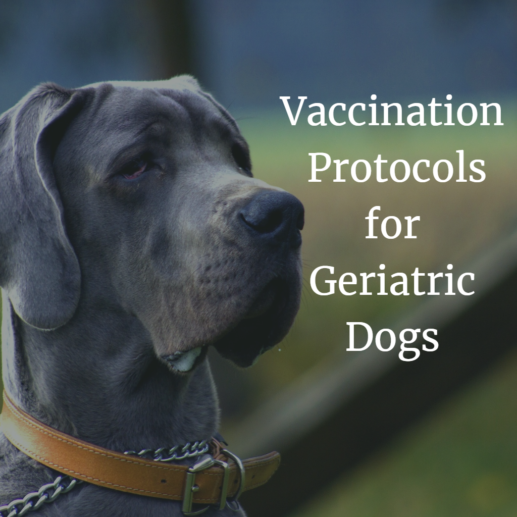Vaccination Protocols for Geriatric Dogs