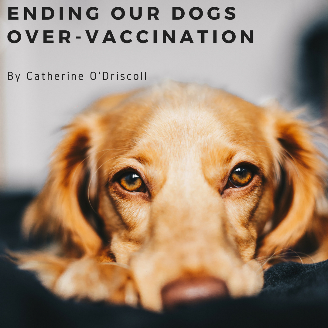 Ending our dogs over-vaccination