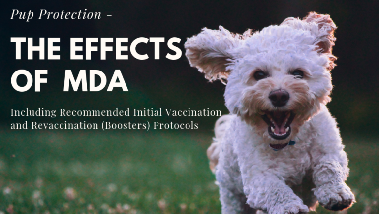 Pup Protection – The Effects of Maternally Derived Antibody (MDA)