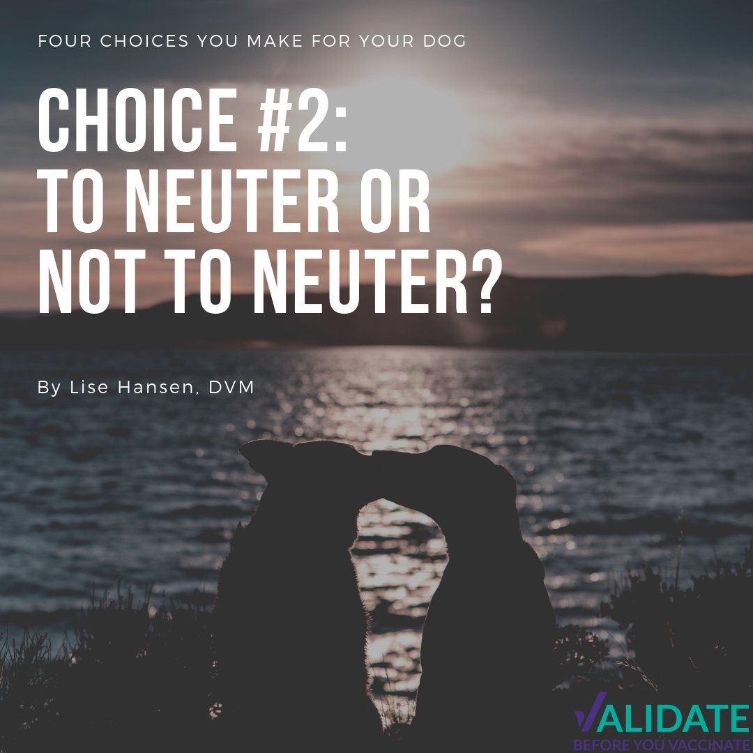 Four choices you make for your dog – Choice number two: To neuter or not to neuter?