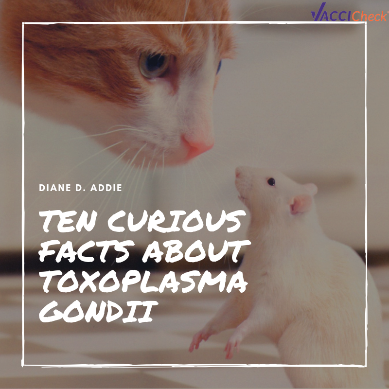 Ten curious facts about Toxoplasma gondii