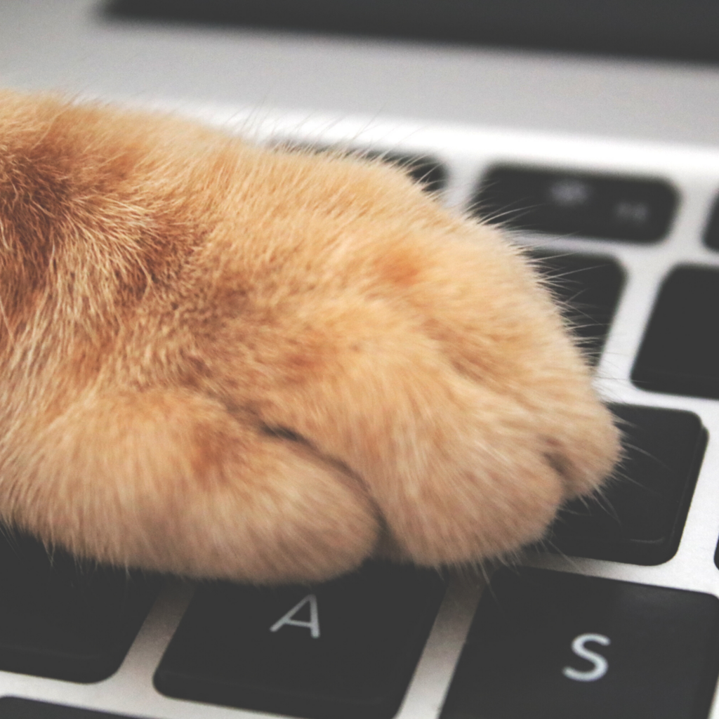 FIP Webinar page - cat typing