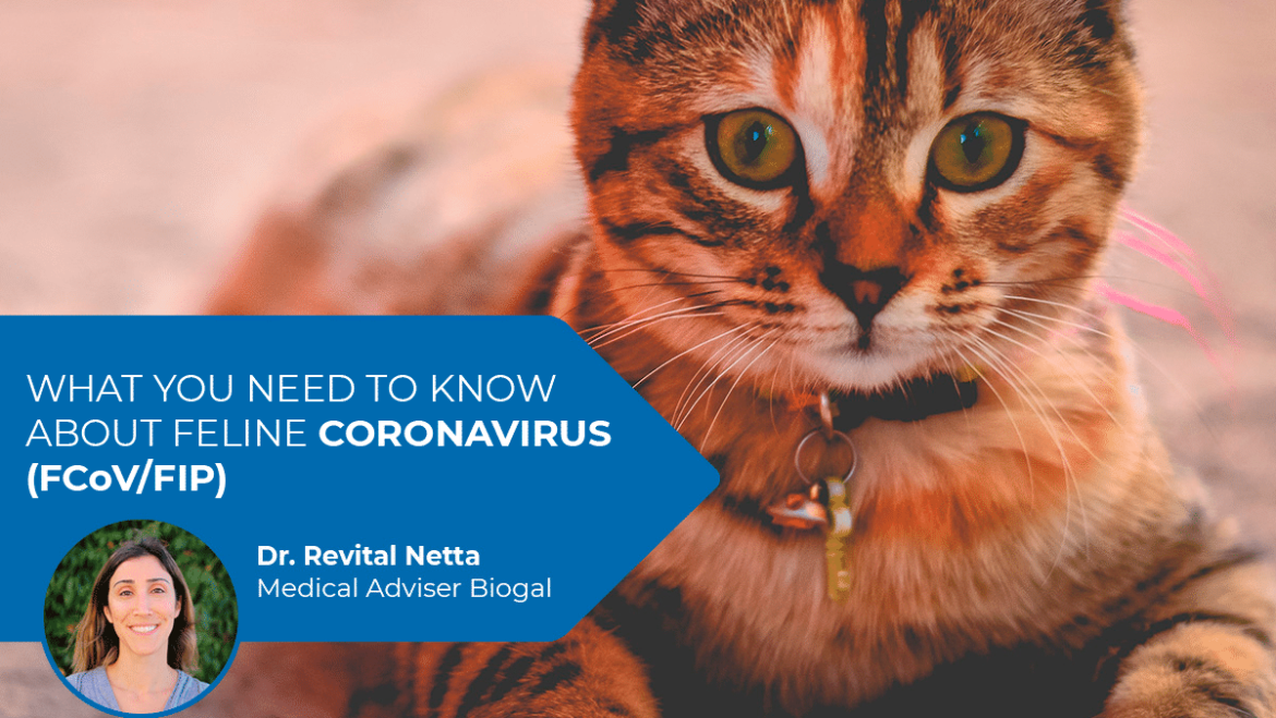 What You Need to Know About Feline Coronavirus (FCoV/FIP)