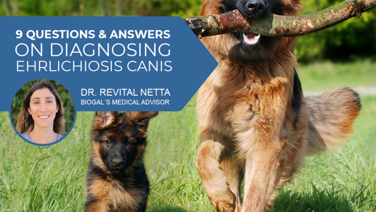 9 Questions & Answers on Diagnosing Ehrlichiosis Canis
