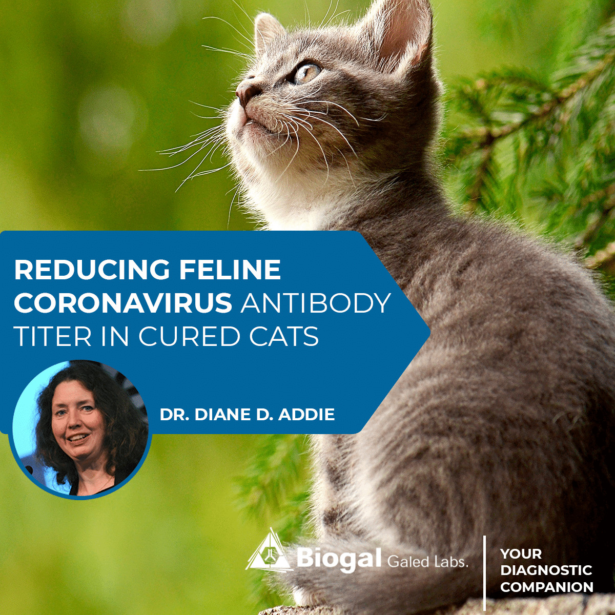 Reducing Feline Coronavirus Antibody Titer In Cured Cats Biogal Labs