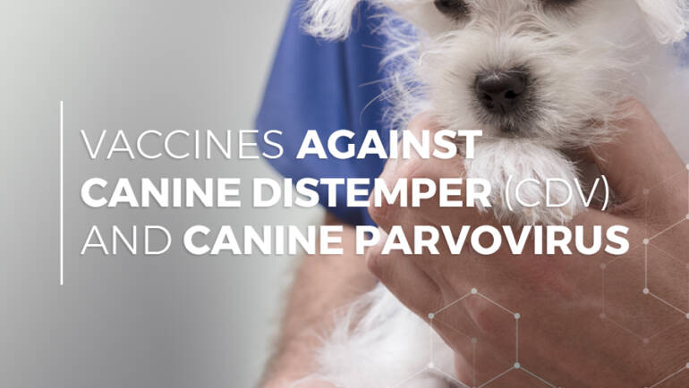 VacciCheck and the Role Antibodies Play in Response to CDV and CPV Vaccines in Dogs
