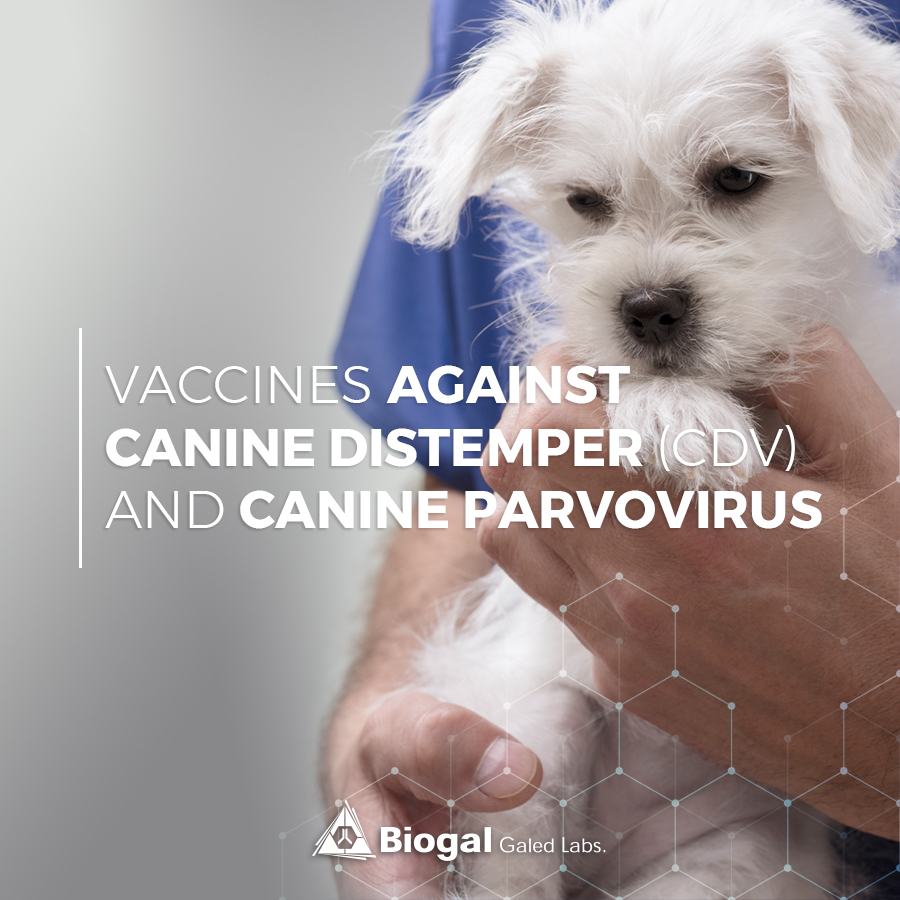 VacciCheck and the Role Antibodies Play in Response to CDV and CPV Vaccines in Dogs