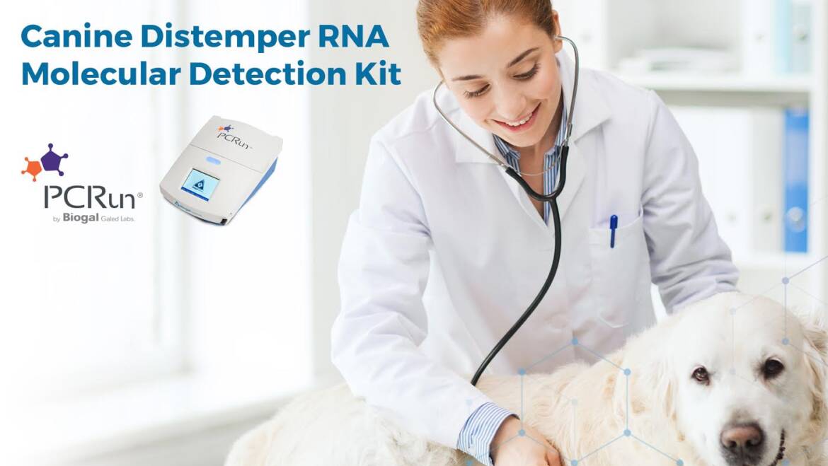 Canine Distemper RNA Molecular Detection Kit