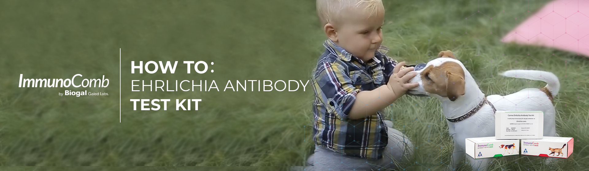Ehrlichia Antibody Test Kit – ImmunoComb