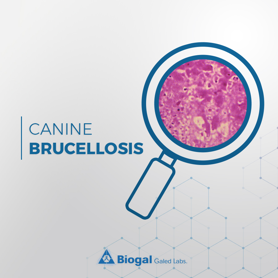 Canine Brucellosis