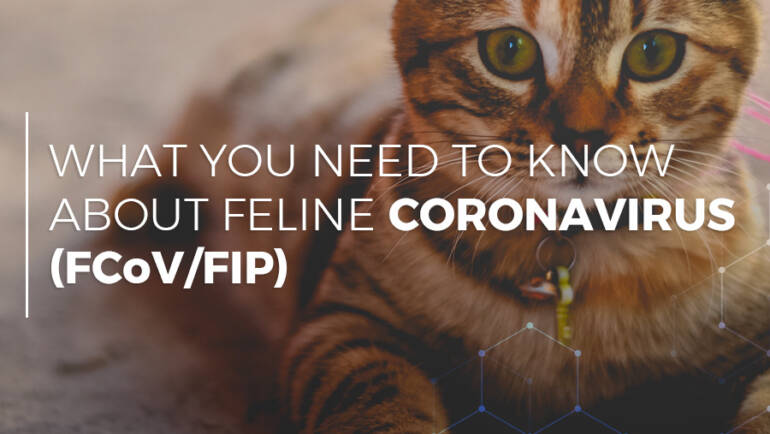 what you need to know about feline coronavirus (fcov/fip)