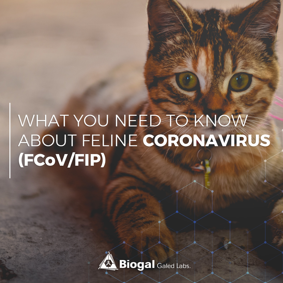 what you need to know about feline coronavirus (fcov/fip)