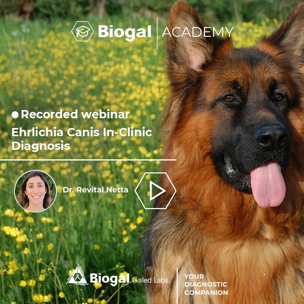Ehrlichia Canis In-Clinic Diagnosis
