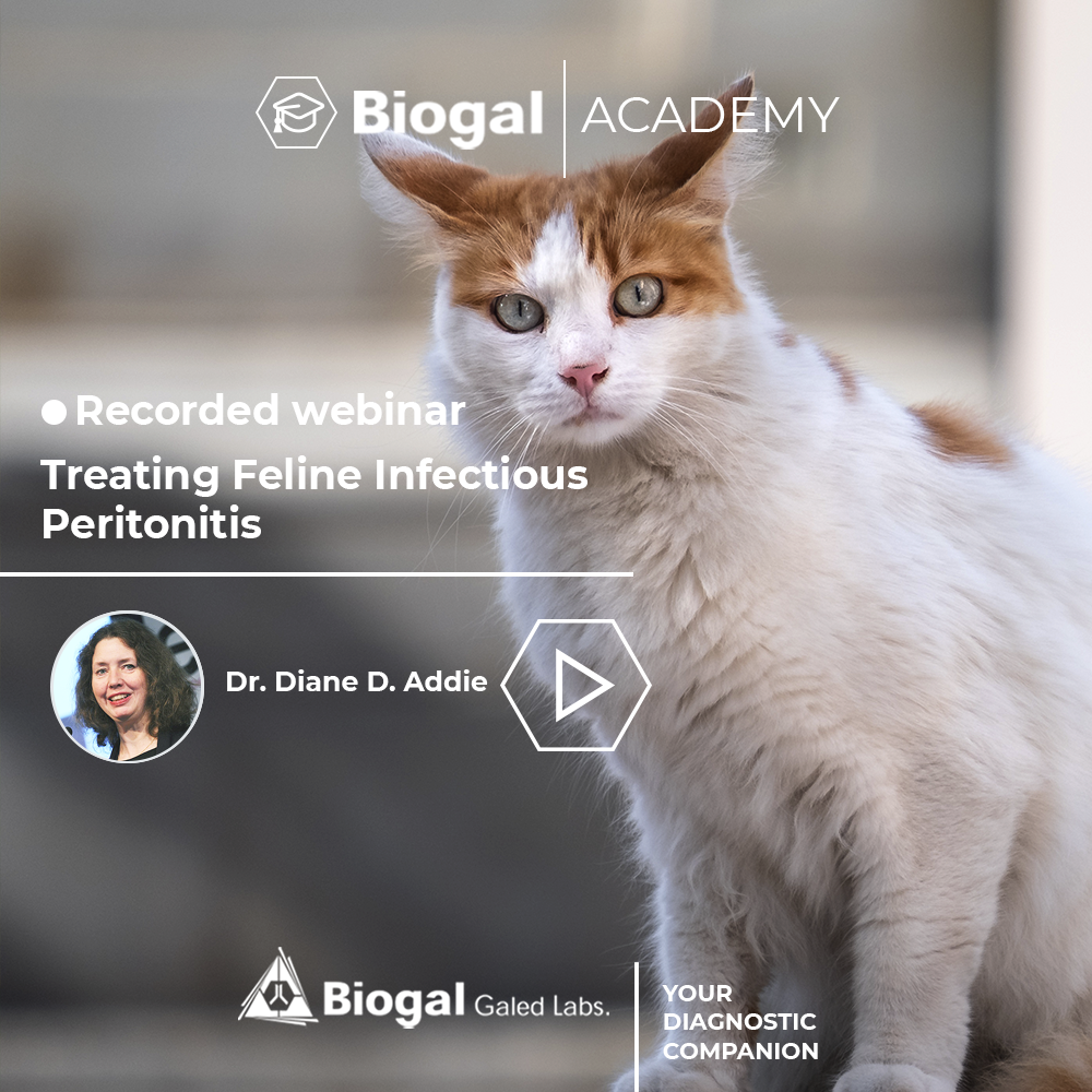 Treating Feline Infectious Peritonitis  Biogal Academy