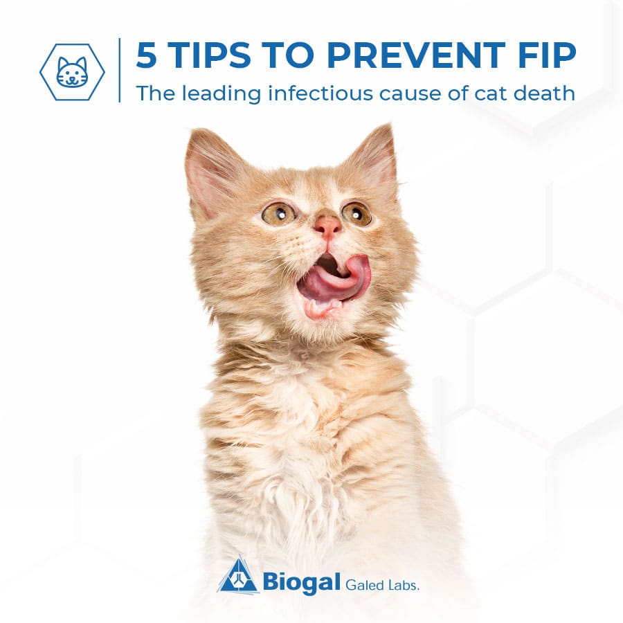 5 Tips to Help Veterinarians Rule Out and Prevent FIP