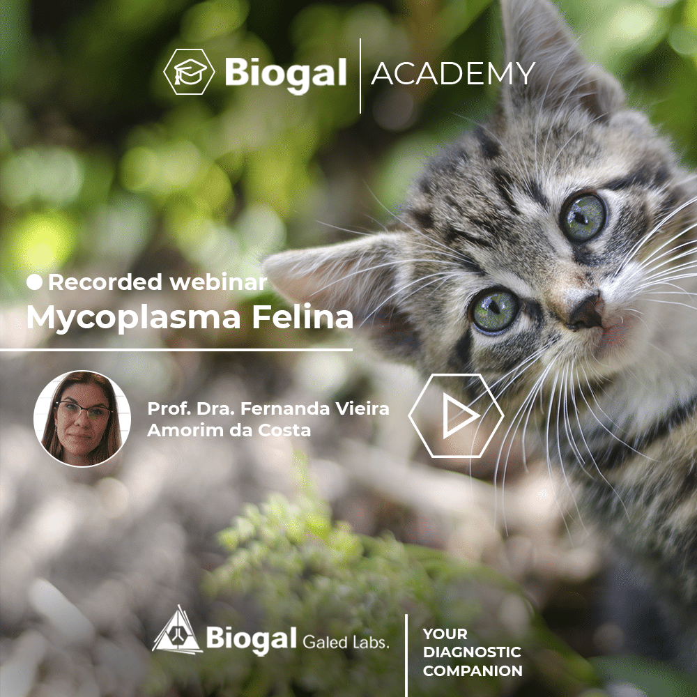 Recorded webinar mycoplasma felina