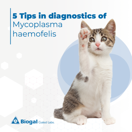 Biogal tips Mycoplasma heamofelis