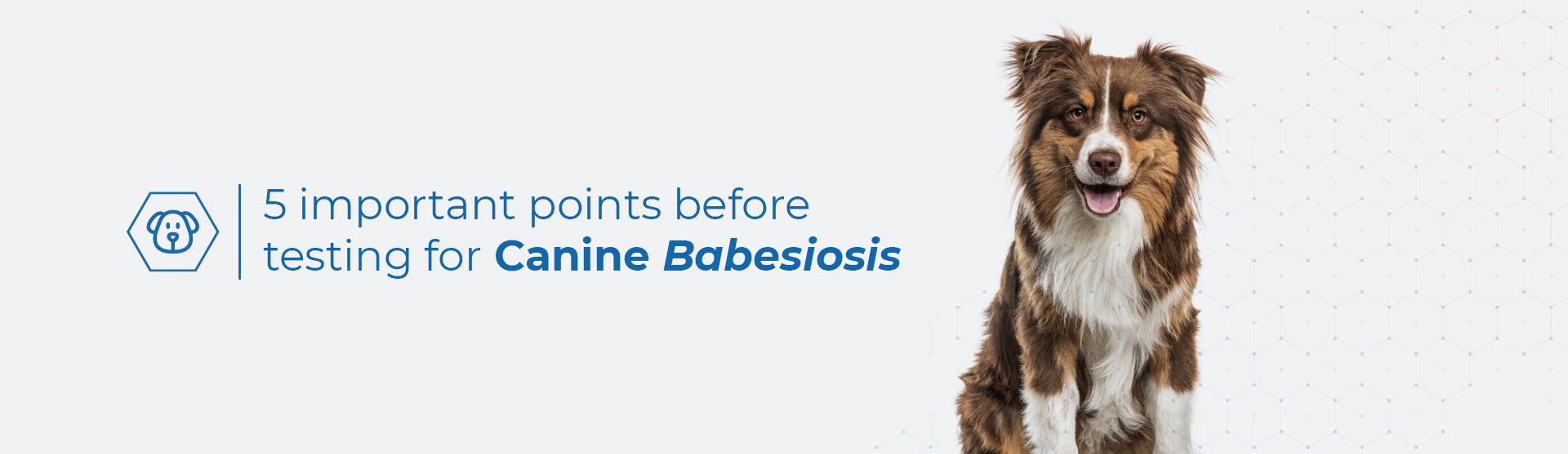 5 important points before testing for Canine Babesiosis
