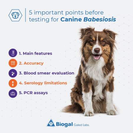 Canine Babesiosis tips