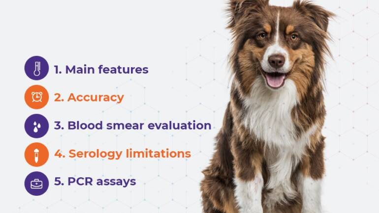 5 important points before testing for Canine Babesiosis