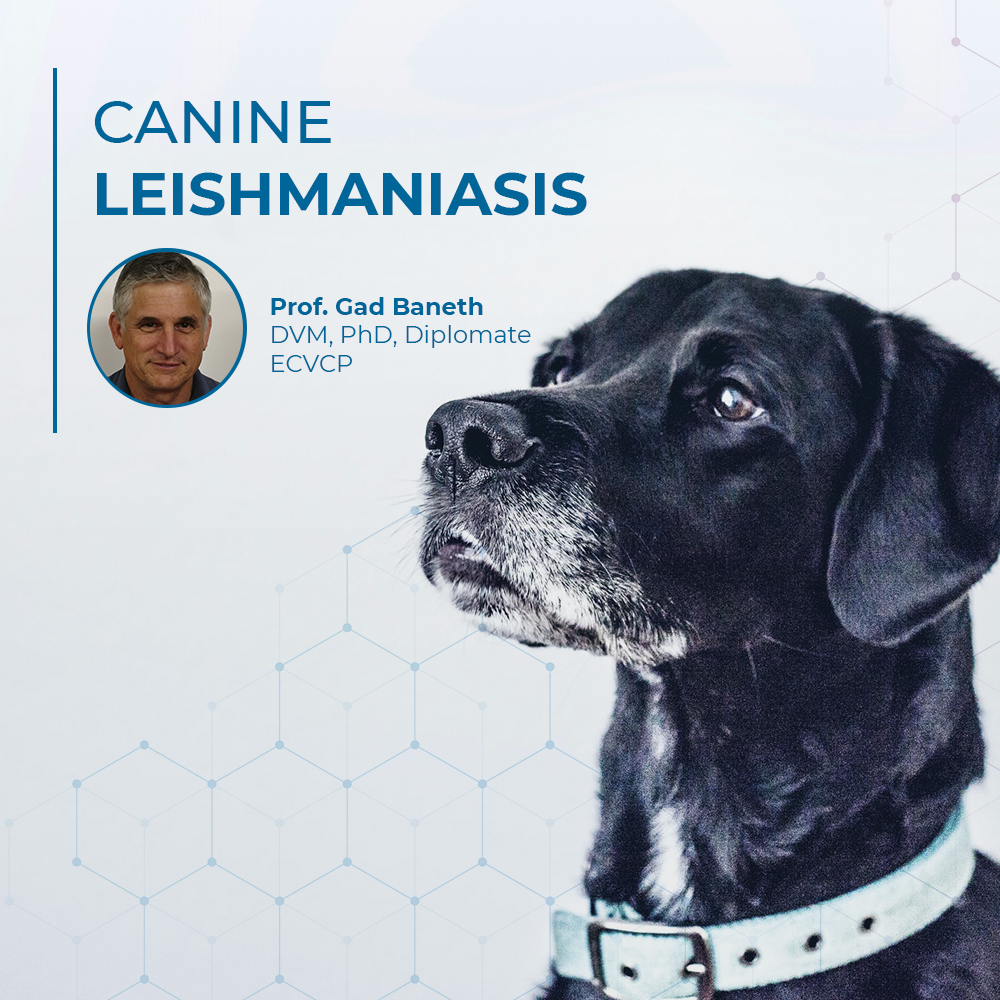 Canine Leishmaniasis – a practical approach for diagnosis and treatment