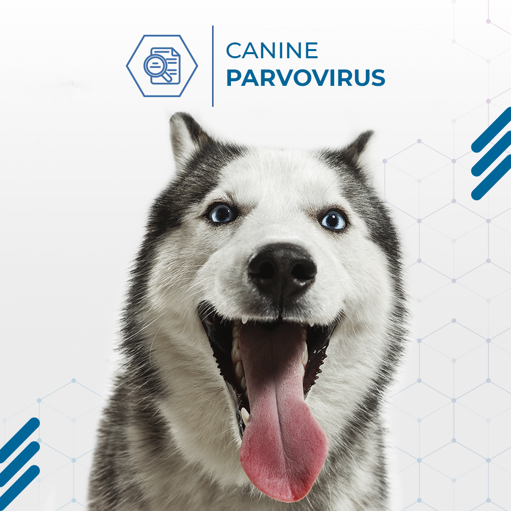 Canine Parvovirus