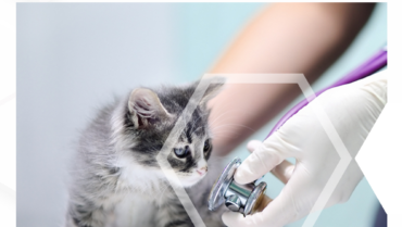 Are you debating whether to titre test a fully vaccinated new kitten?