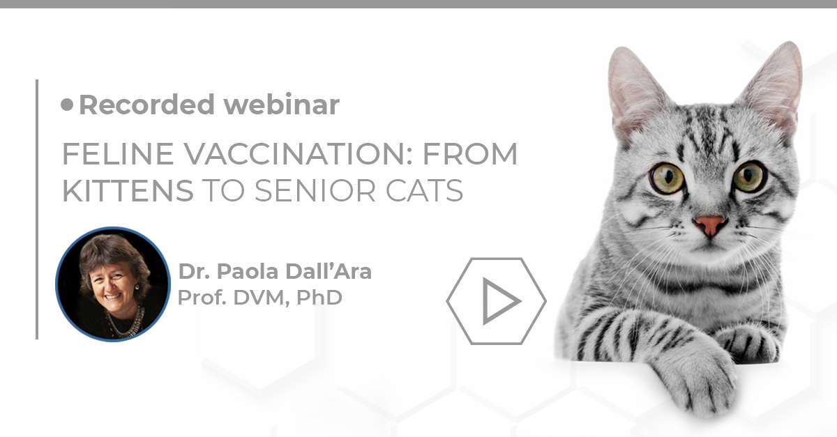 Feline Vaccination From Kittens to Senior Cats Biogal Academy