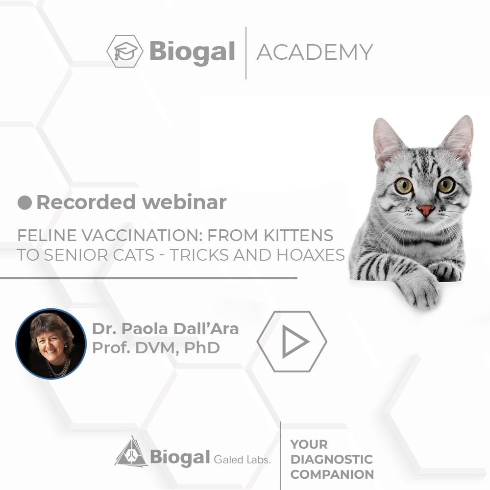 Feline Vaccination: From Kittens to Senior Cats – Tricks and Hoaxes