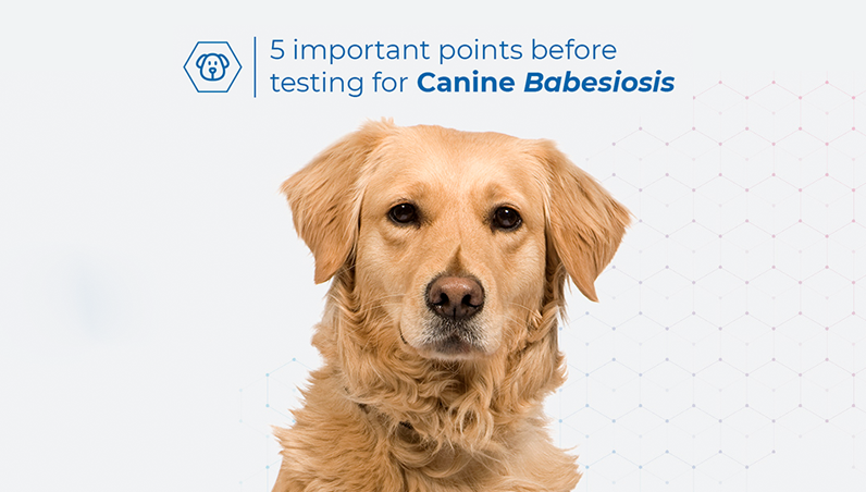 Biogal tips canine babesiosis