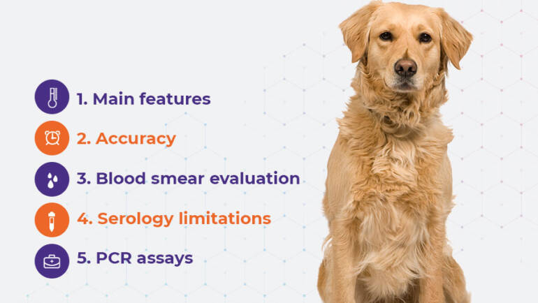 5 points before testing for Canine Babesiosis