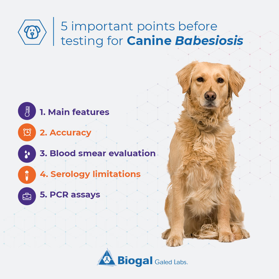 5 points before testing for Canine Babesiosis