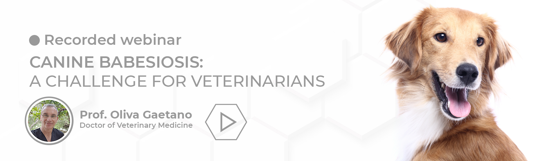 CANINE BABESIOSIS: A CHALLENGE FOR VETERINARIANS