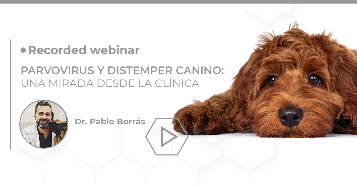 Parvovirus y Distemper canino Biogal Academy
