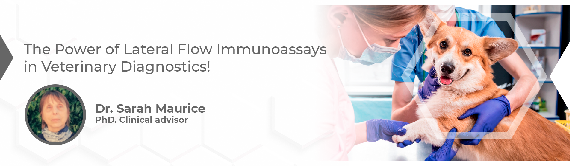 The Power of Lateral Flow Immunoassays in Veterinary Diagnostics!