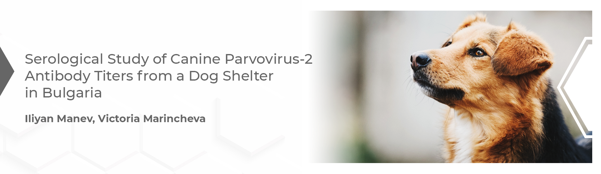 Serological Study of Canine Parvovirus-2 Antibody Titers