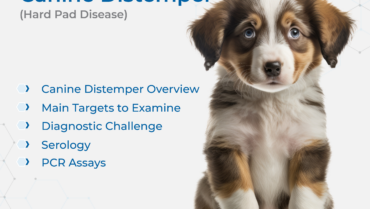 Biogal Tips | Canine Distemper