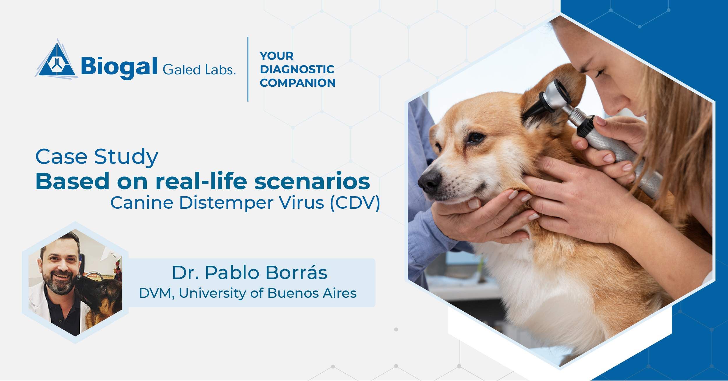 Case Study Canine Distemper Virus Biogal Academy