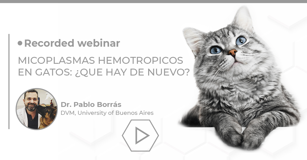 Micoplasmas hemotropicos en gatos Biogal Academy
