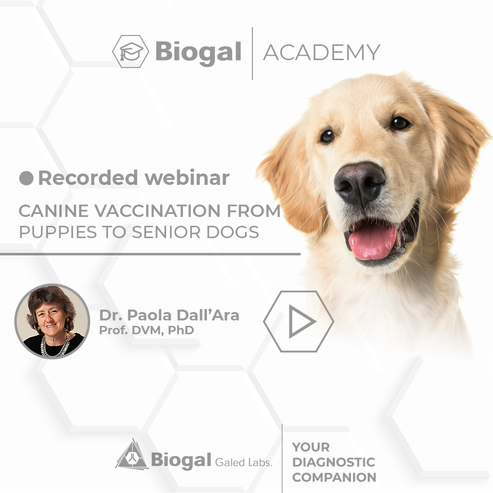 Canine Vaccination – Dr Paola Dall”Ara