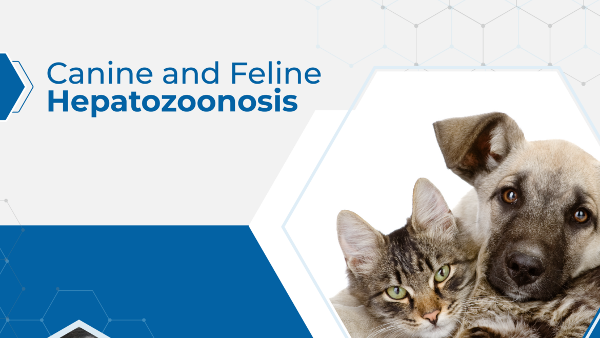 Canine and Feline Hepatozoonosis